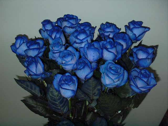 В природе синих роз не существует.