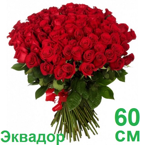 Опт СПб: 101 роза 60 см (Эквадор)