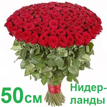 Опт СПб: 101 роза 50 см (Голландия)