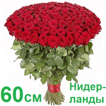 Опт СПб: 101 роза 60 см (Голландия)