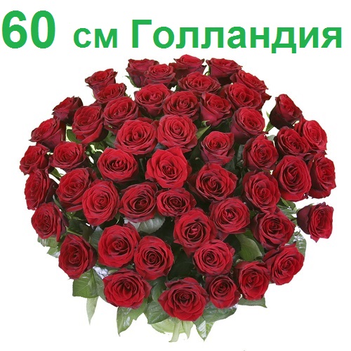 Опт СПб: 51 роза 60 см (Голландия) 