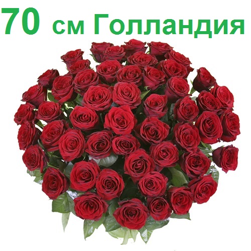 Опт СПб: 51 роза 70 см (Голландия)