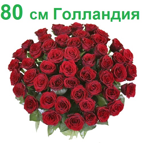 Опт СПб: 51 роза 80 см (Голландия)