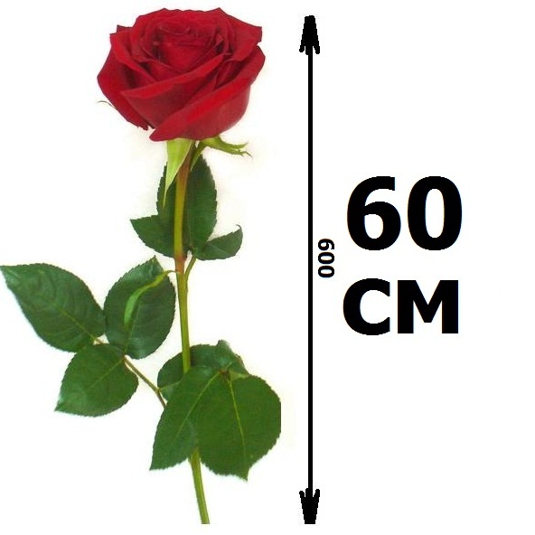 Красные розы 60 см