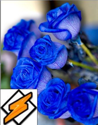 Песни о синих розах