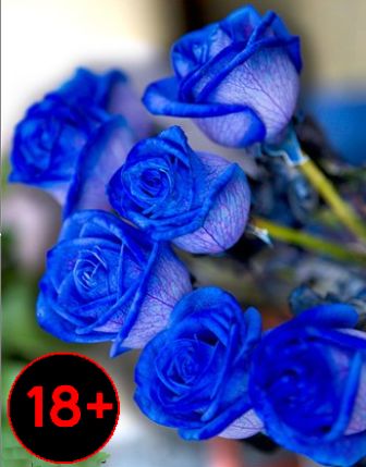 Фотографии с синими розами