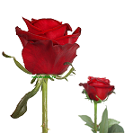 Красные розы 50 см