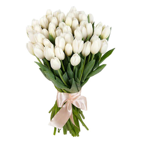 49 белых тюльпанов