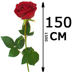 Розы 150см