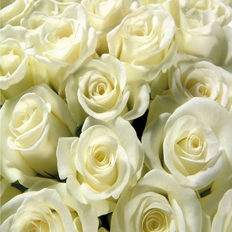 Белые розы 