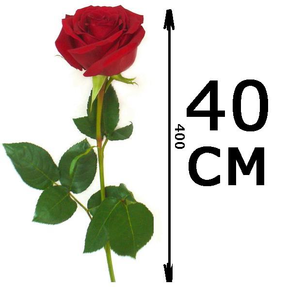 Роза 40 см