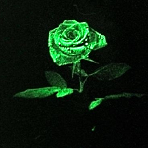 Розы, светящиеся в темноте