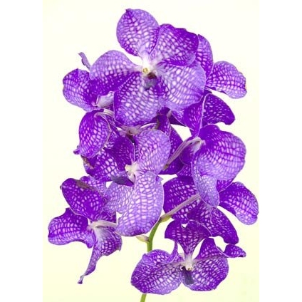 Орхидея ванда